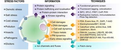 Protoplast: A Valuable Toolbox to Investigate Plant Stress Perception and Response